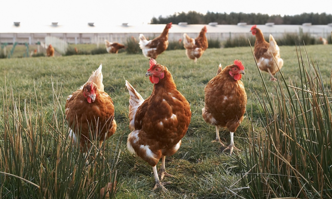 Healthy hens roaming the range at Casaccio Egg Farm